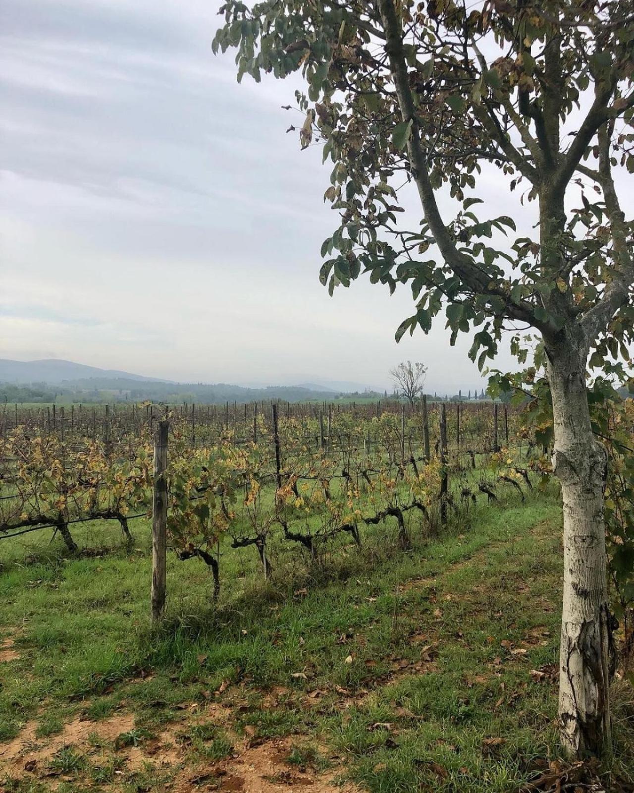 Agriturismo La Segolina Colle Val D'Elsa Eksteriør bilde
