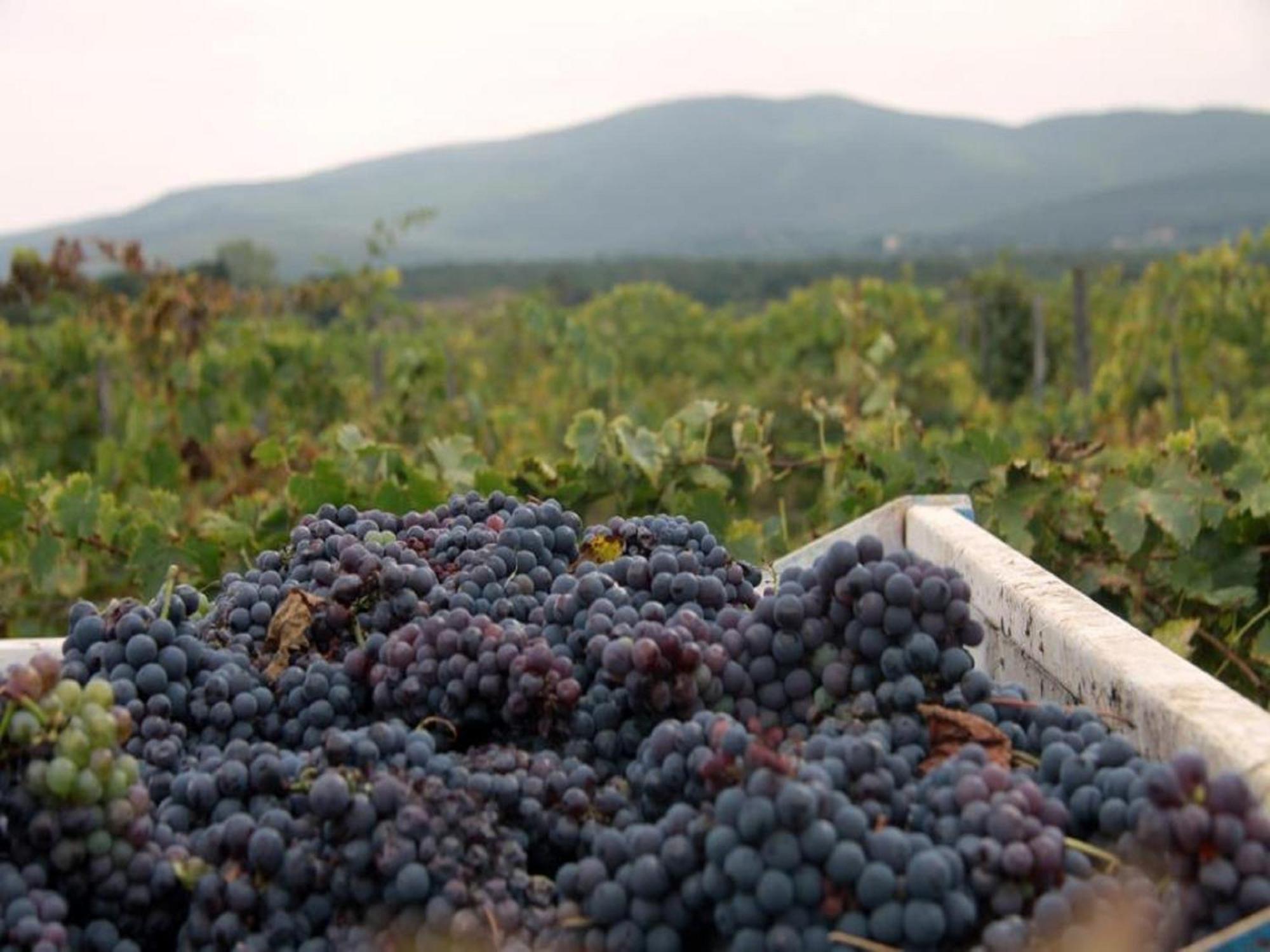 Agriturismo La Segolina Colle Val D'Elsa Eksteriør bilde