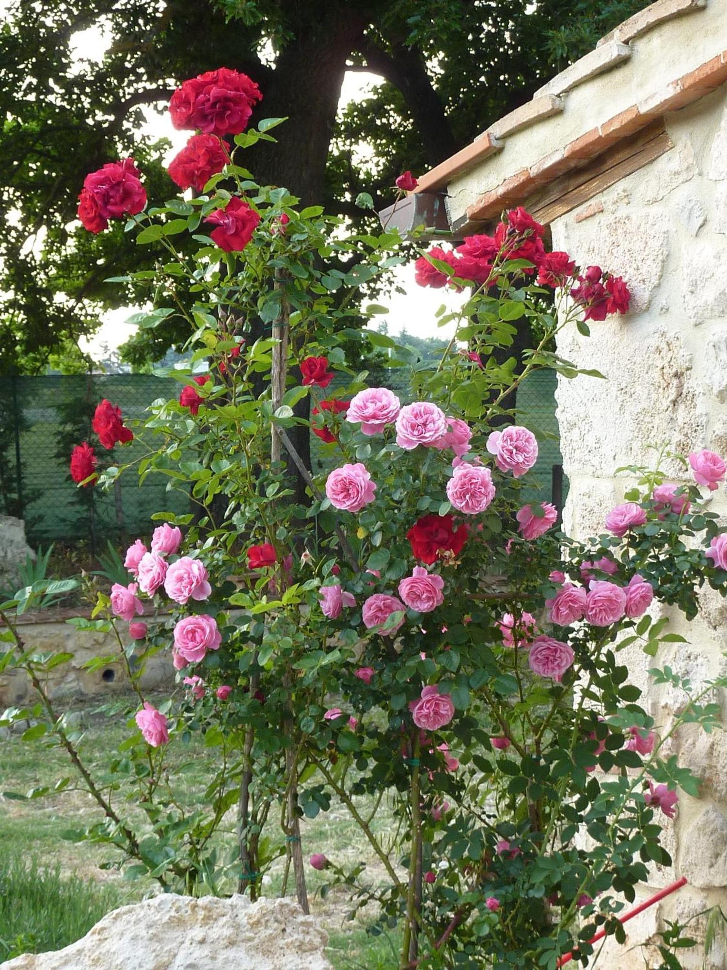 Agriturismo La Segolina Colle Val D'Elsa Eksteriør bilde