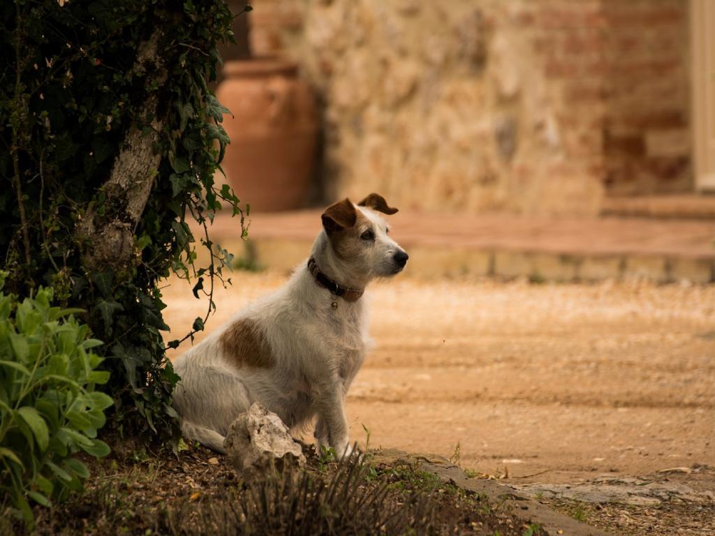 Agriturismo La Segolina Colle Val D'Elsa Eksteriør bilde