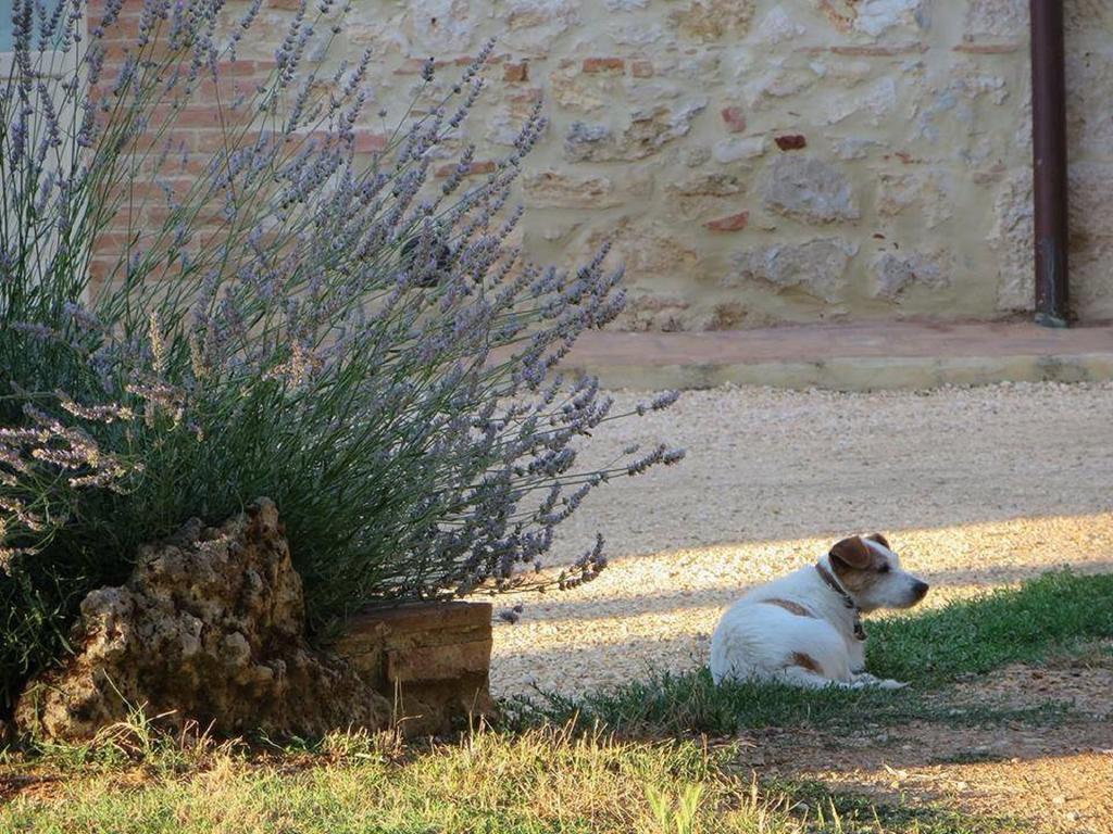 Agriturismo La Segolina Colle Val D'Elsa Eksteriør bilde